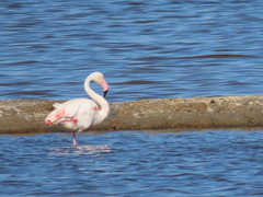 Phoenicopterus roseus
