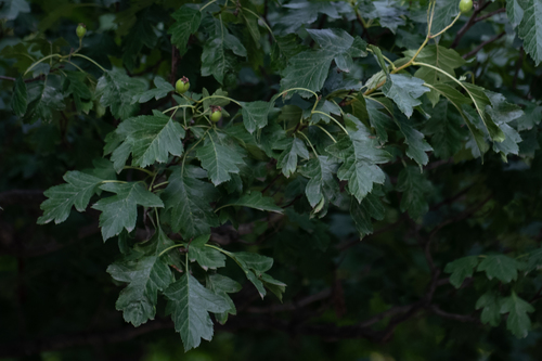 Chinese haw (Crataegus pinnatifida)