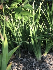 Iris verna