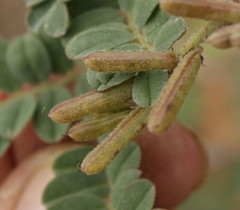 Indigofera daleoides image