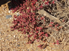 Mesembryanthemum nodiflorum