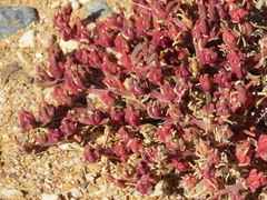 Mesembryanthemum nodiflorum