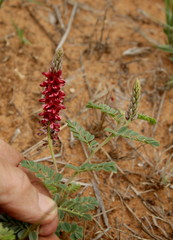 Indigofera daleoides image