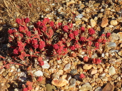 Mesembryanthemum nodiflorum