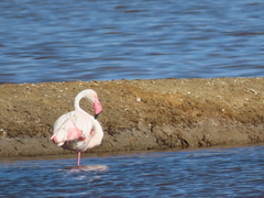 Phoenicopterus roseus