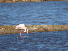 Phoenicopterus roseus