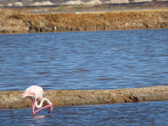 Phoenicopterus roseus