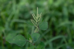 Chenopodium acuminatum