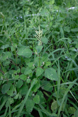Chenopodium acuminatum