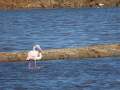 Phoenicopterus roseus