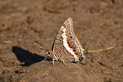 Charaxes saturnus saturnus