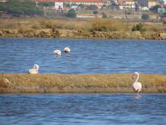 Phoenicopterus roseus