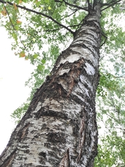 Betula pendula