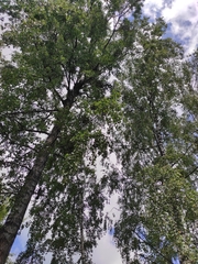 Betula pendula