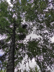 Betula pendula
