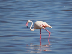 Phoenicopterus roseus