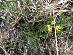 Lomatium
