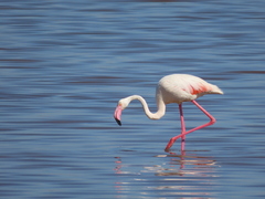 Phoenicopterus roseus