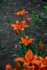 Lilium concolor