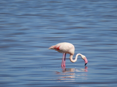 Phoenicopterus roseus