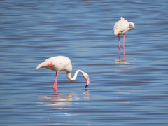 Phoenicopterus roseus