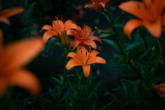Lilium concolor