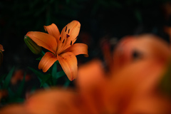 Lilium concolor