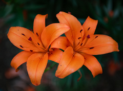 Lilium concolor