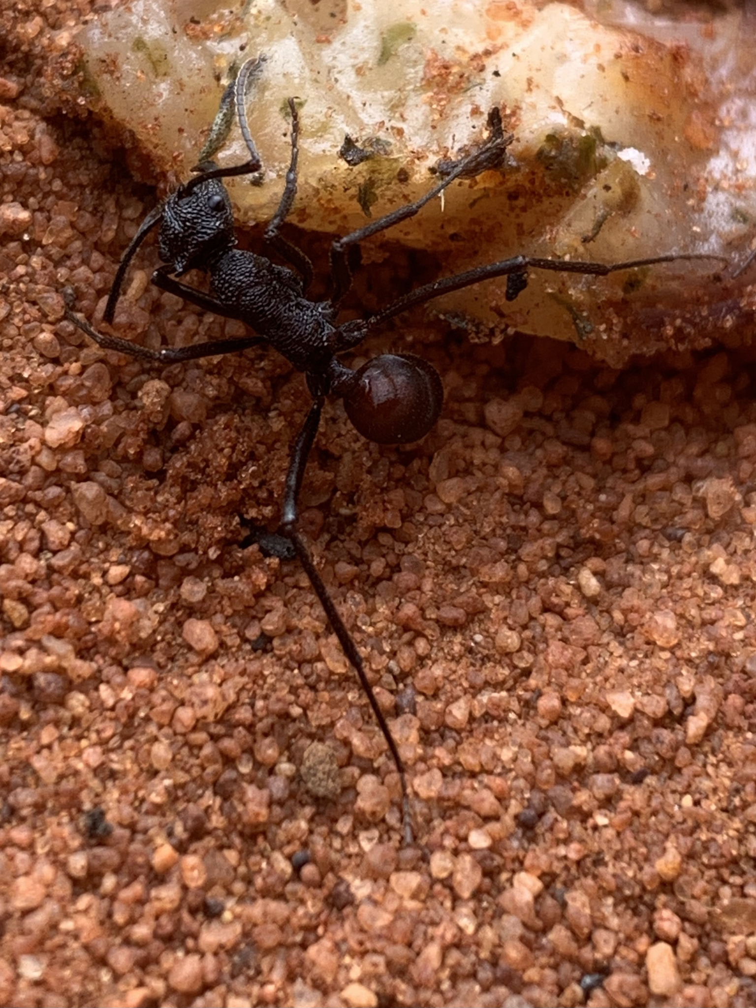 Rhytidoponera taurus