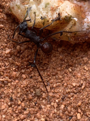 Rhytidoponera taurus