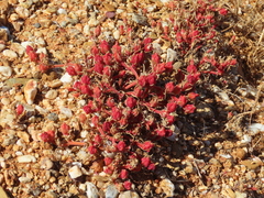 Mesembryanthemum nodiflorum