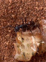 Rhytidoponera taurus