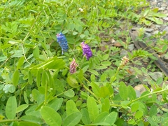 Vicia amurensis