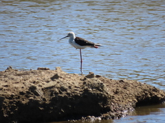 Himantopus himantopus