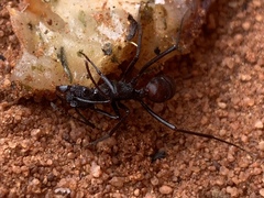 Rhytidoponera taurus