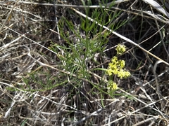 Lomatium