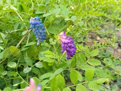 Vicia amurensis