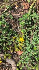 Hypericum perforatum