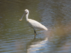 Platalea leucorodia