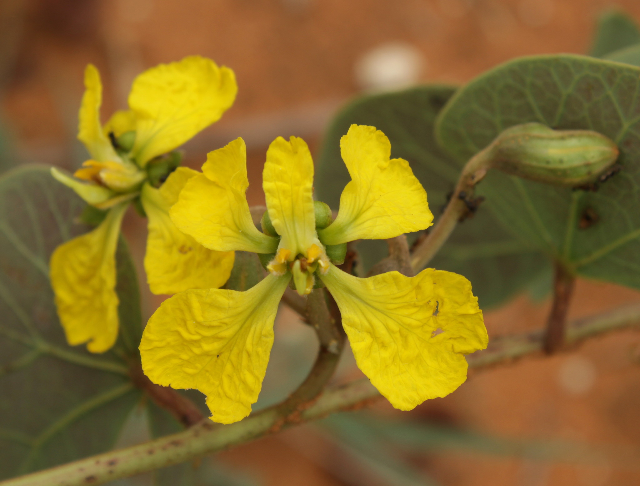 Tylosema esculentum