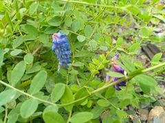 Vicia amurensis