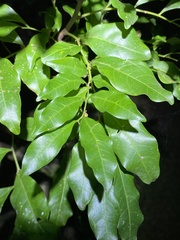 Toechima tenax