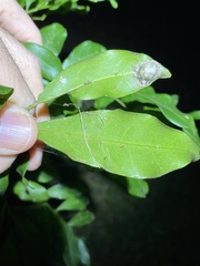 Toechima tenax