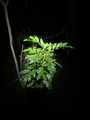 Toechima tenax