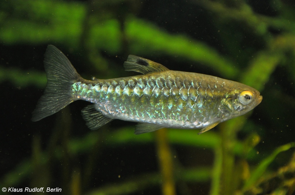 Niger tetra