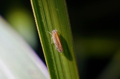 Yamatotettix flavovittatus