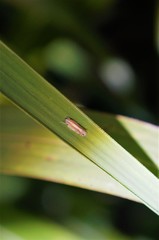 Yamatotettix flavovittatus