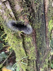 Apistosia judas