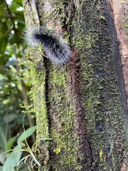 Apistosia judas