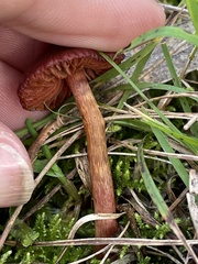 Tubaria rufofulva